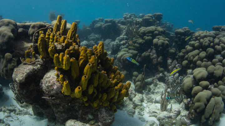 Coral Reefs Of Southwest Tobago Then And Now Maritime Ocean Collection