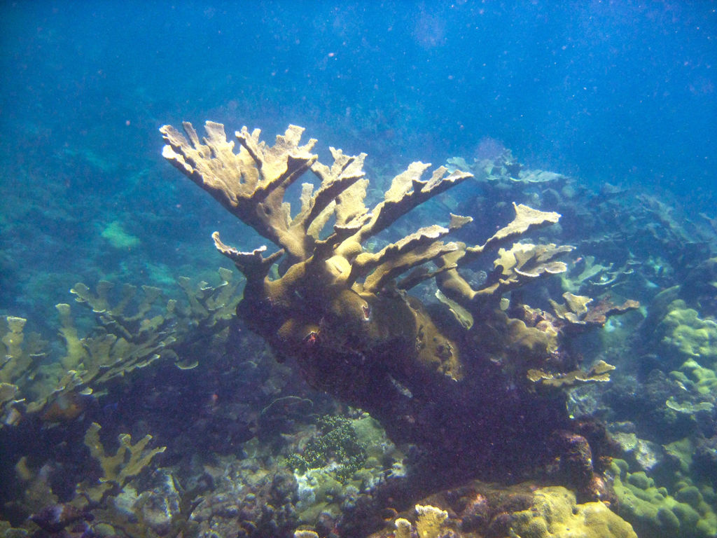 Elkhorn Coral, Northeast Tobago
